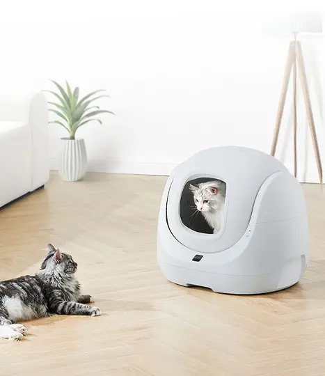 Jeden biały kor - leżący przed kuwetą i obok podajnika na suchą karmę