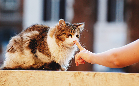 Na co zwracać uwagę przy adopcji dorosłego kota?