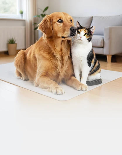 Pies i kot. Czy mogą żyć pod jednym dachem?